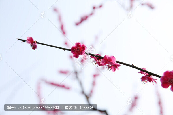 梅