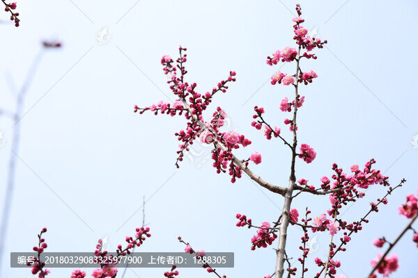 梅