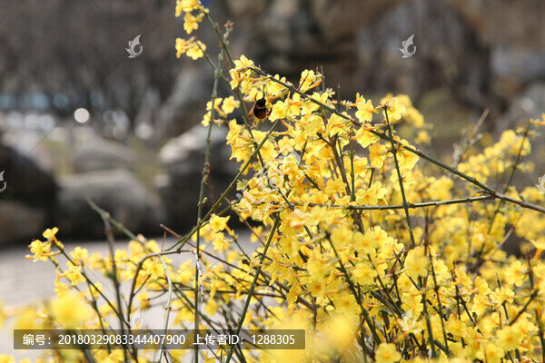 迎春花