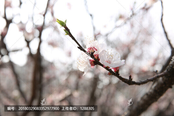 梅