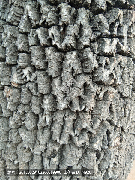 樹皮