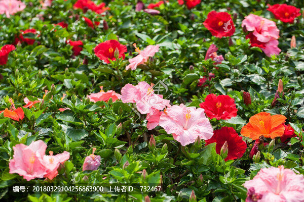 美麗的花圃