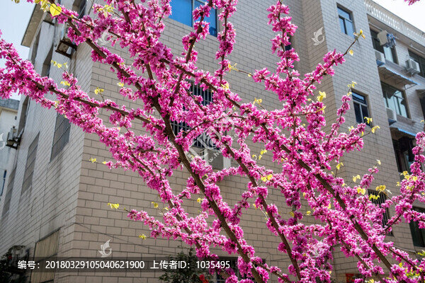 紫荊花