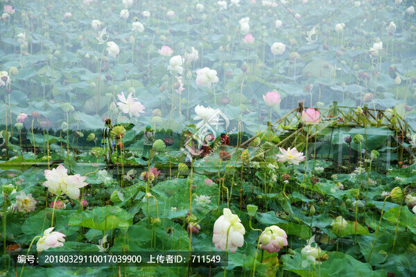 荷韻