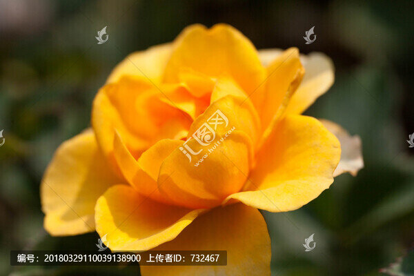 美麗的月季花