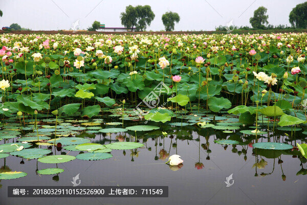 焦崗湖荷花