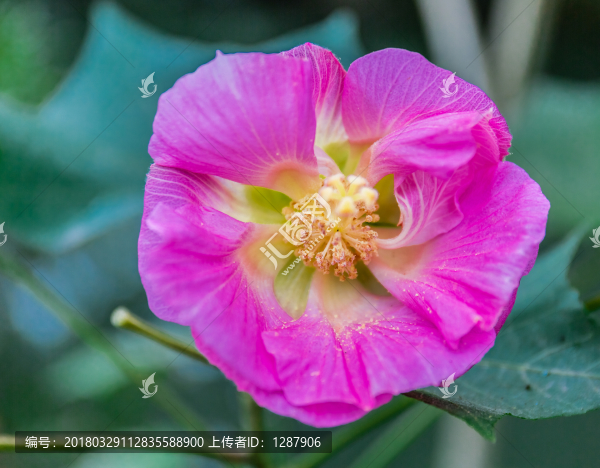 芙蓉花