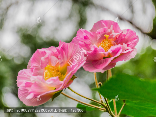 芙蓉花