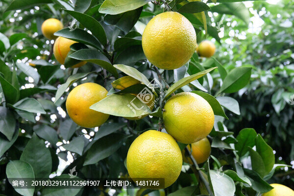 橙子