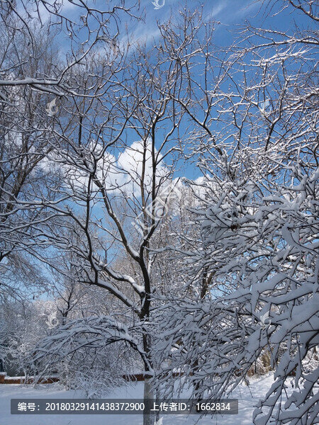 沈陽(yáng)大雪樹木