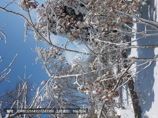 沈陽大雪樹枝