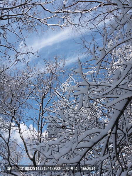 沈陽大雪壓枝