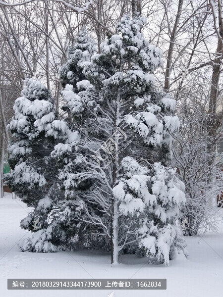 沈陽大雪一顆松樹