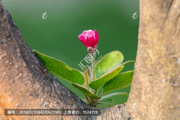 海棠花