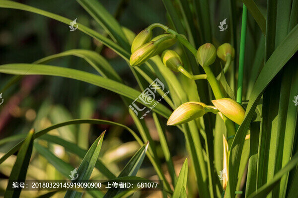 大蕙蘭蘭花