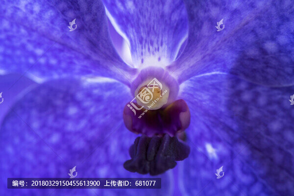 蘭花