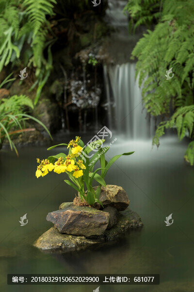 跳舞蘭蘭花