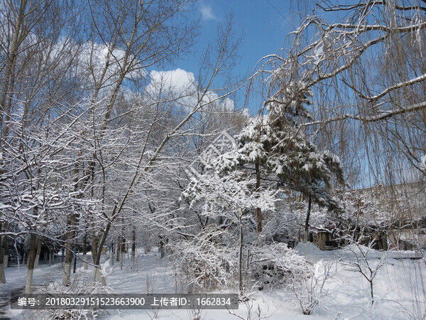 沈陽大雪之樹枝