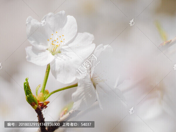 白色櫻花,花瓣特寫