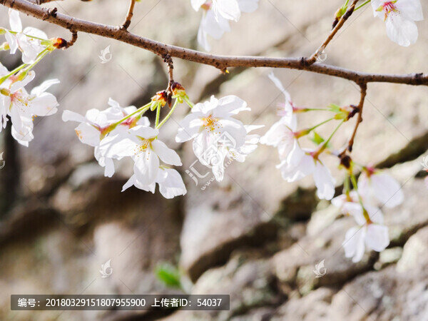 櫻花和墻壁