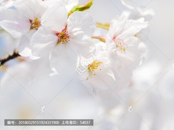 白色櫻花,花瓣特寫