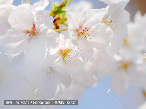 陽(yáng)光下的櫻花