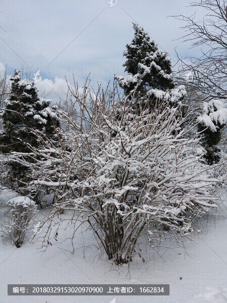 沈陽大雪之雪后矮樹