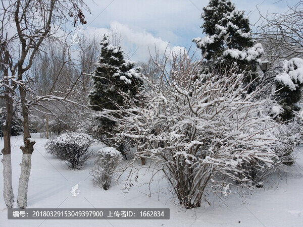 沈陽大雪之雪后枯樹林