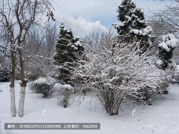 沈陽大雪之雪后松樹