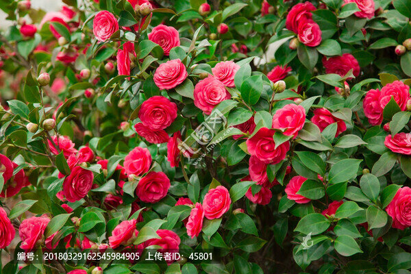 茶花