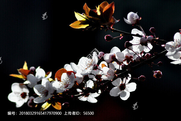 紅葉李