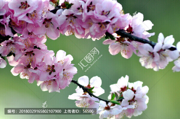 榆葉梅