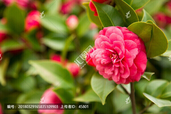 一朵茶花