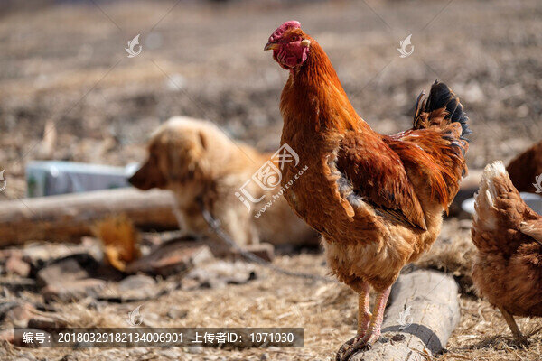 土雞