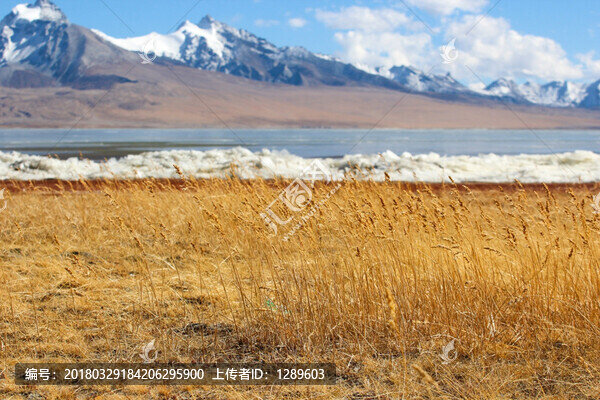 雪山下的濕地