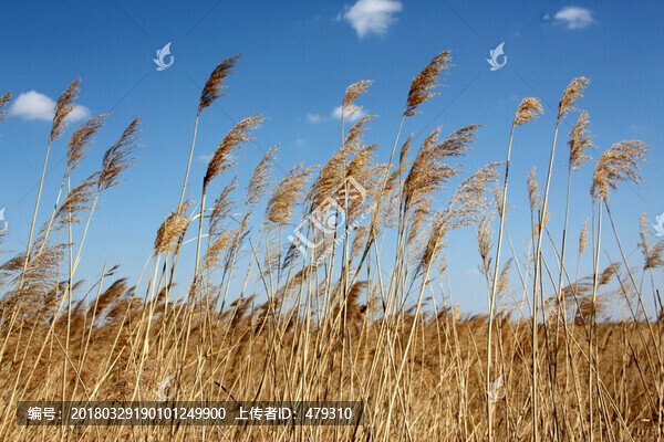 蘆葦,逆光攝影