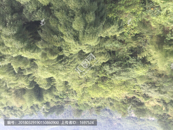 竹海