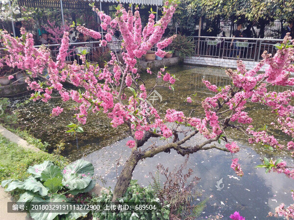 桃花
