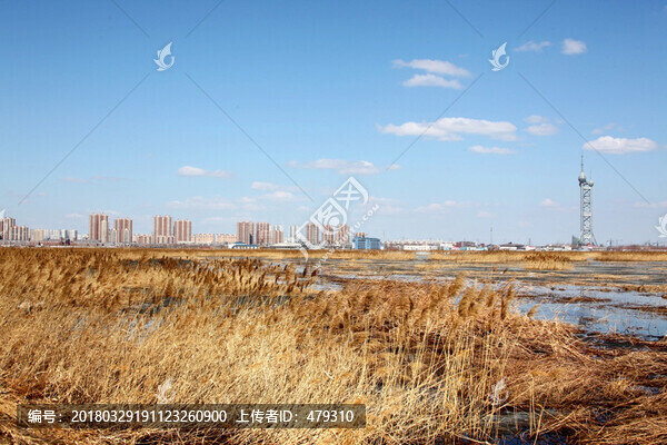 濕地,蘆葦,蘆花,自然