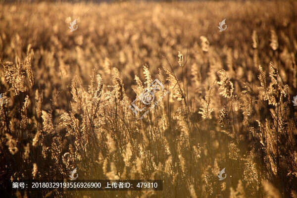 蘆葦
