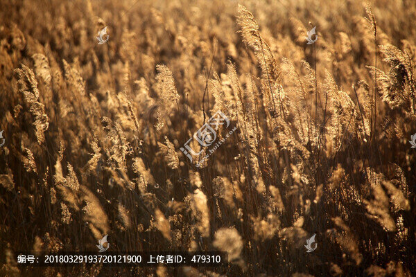 I蘆葦,逆光攝影,濕地,蘆葦花