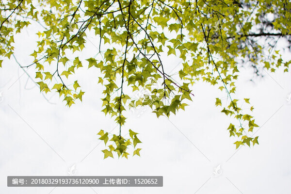 綠葉