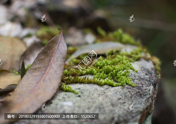 苔蘚