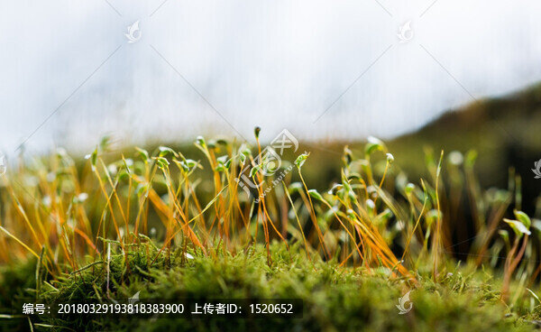 苔蘚