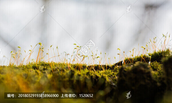 苔蘚