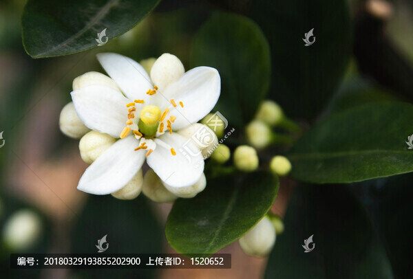 柚花