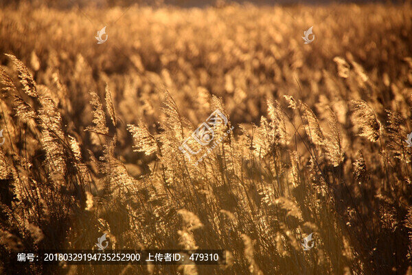 蘆葦,逆光攝影,濕地