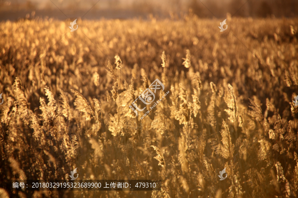 蘆葦,逆光攝影