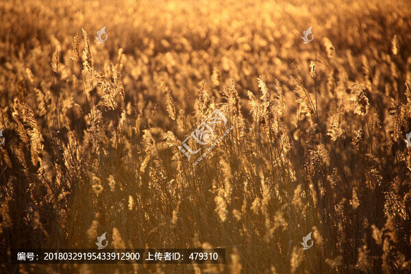 蘆葦,逆光攝影,濕地