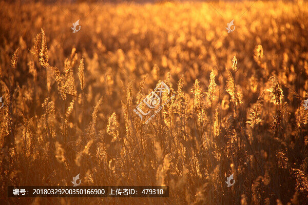 蘆葦,逆光攝影,濕地,蘆葦花